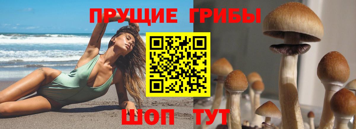 Галлюциногенные грибы Psilocybine cubensis  Вход с VPN  Беслан  Галлюциногенные грибы мицелий 